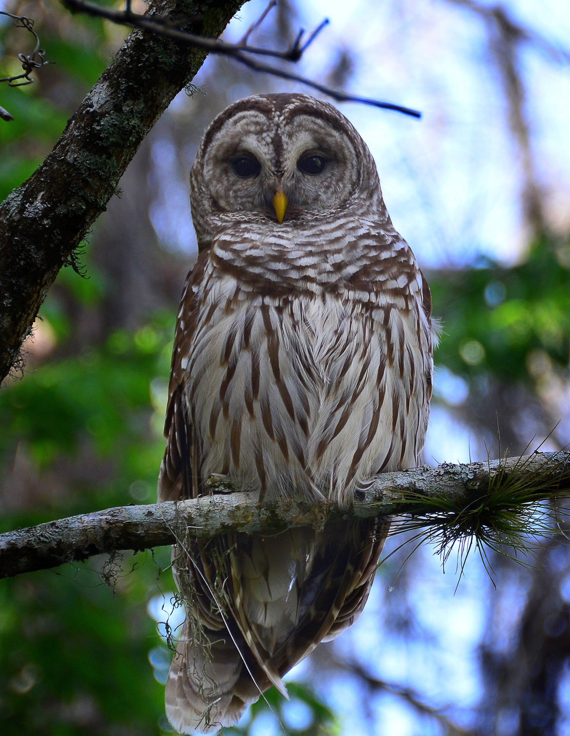 Outdoor Activities in Tampa: Parks, Trails and Wildlife