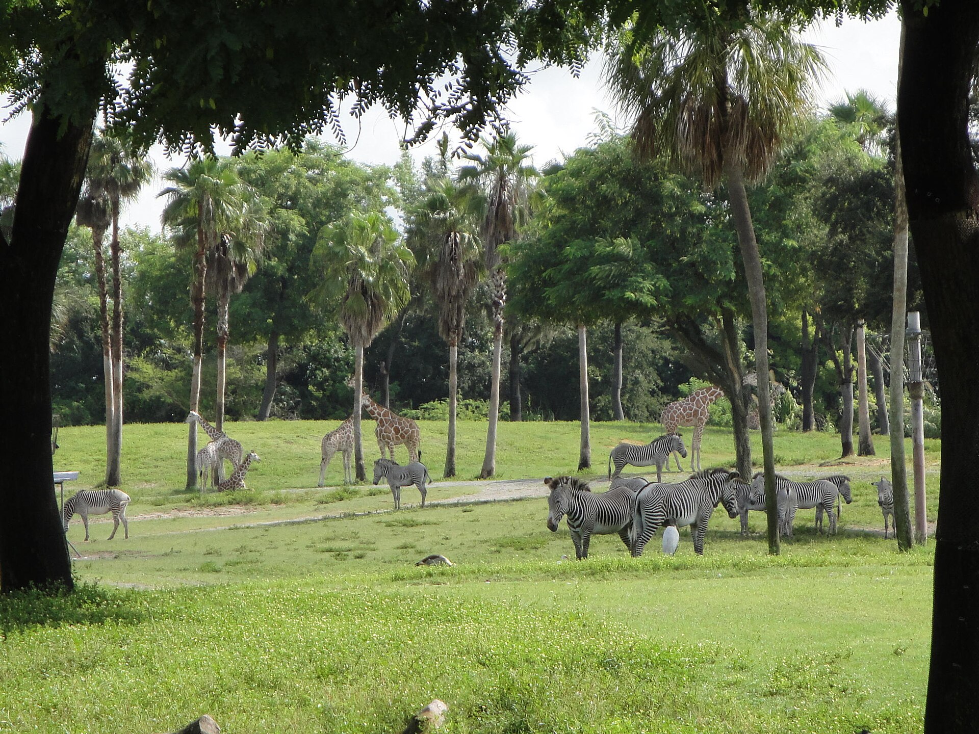 Giraffes and Grevy's zebras grazing on open grass among palm trees on the Serengeti Plain at Busch Gardens Tampa Bay