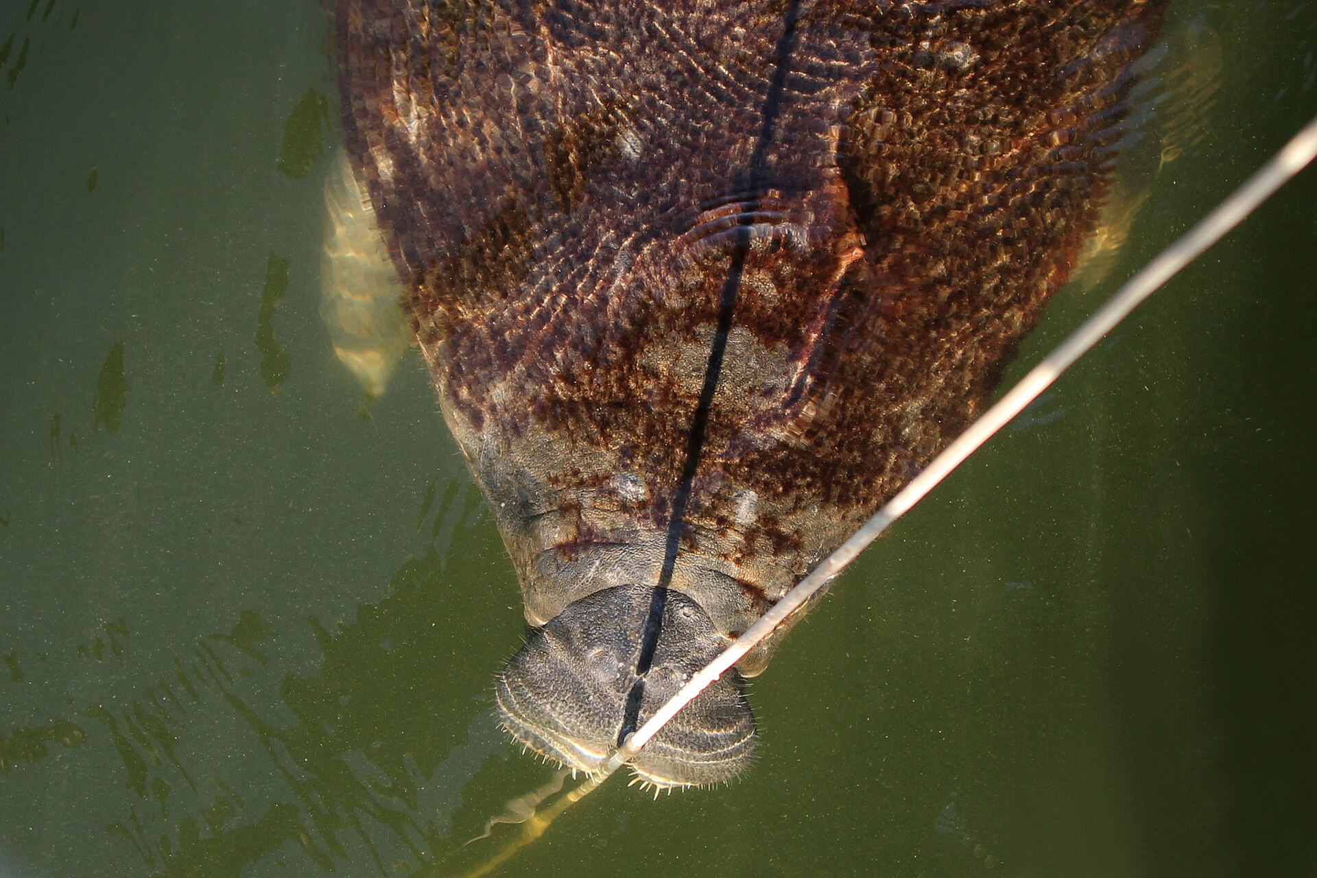 A Florida manatee at the surface of green water at the Big Bend Power Station in Apollo Beach