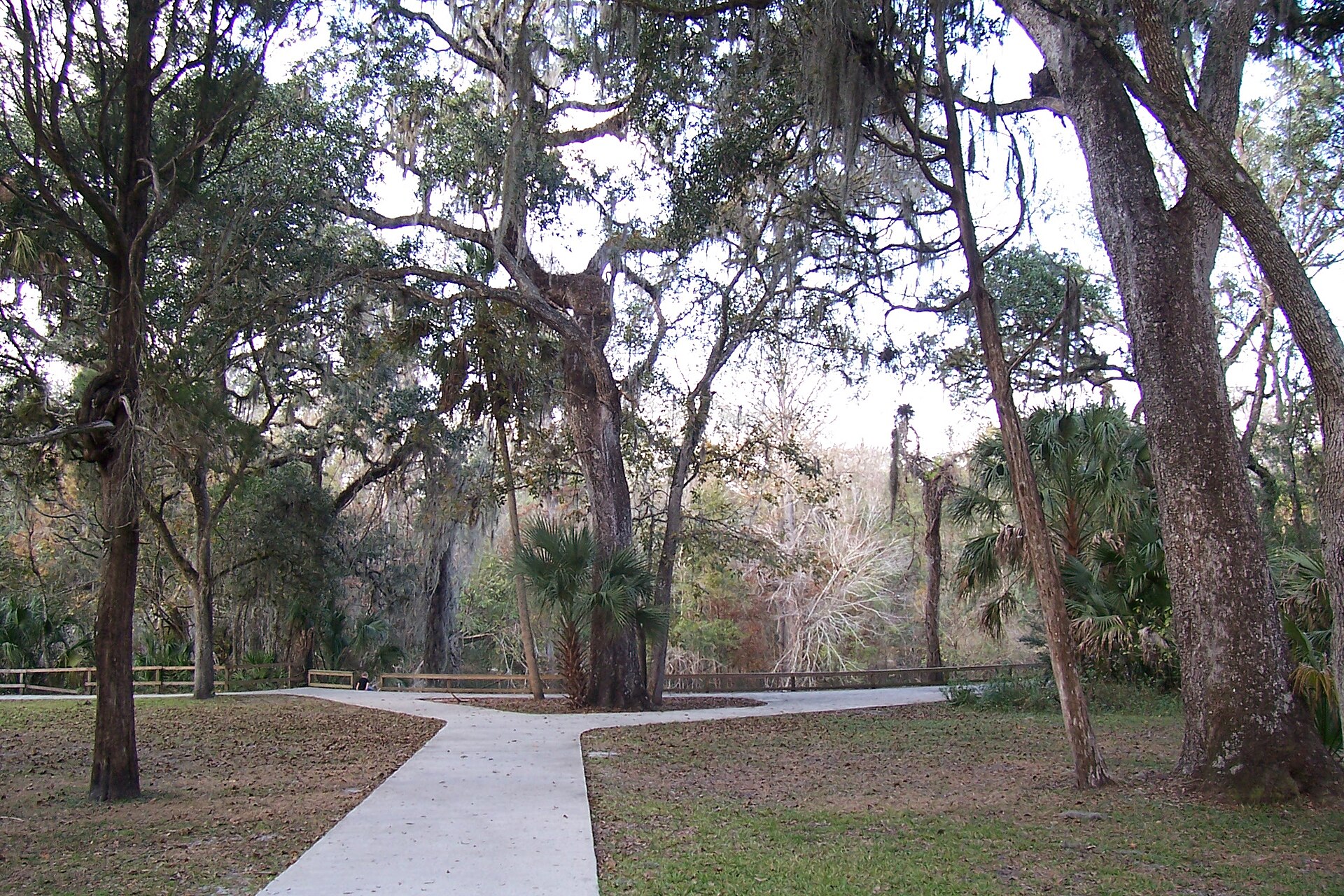 A paved path forking beneath live oaks draped with Spanish moss and sabal palms at Hillsborough River State Park