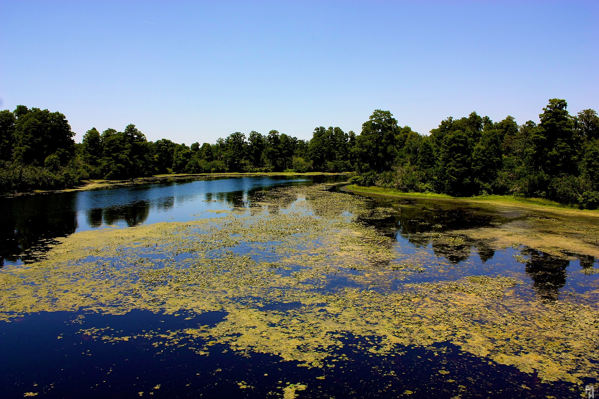 Open water covered in floating vegetation at Lettuce Lake Park, ringed by cypress and hardwood forest under a clear blue sky