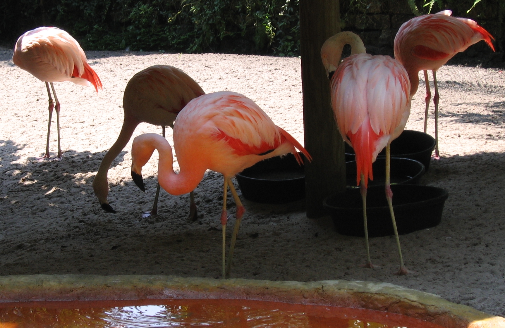 Five Chilean flamingos standing and preening on sand beneath shade in a garden enclosure, with feeding bowls and dense green planting behind