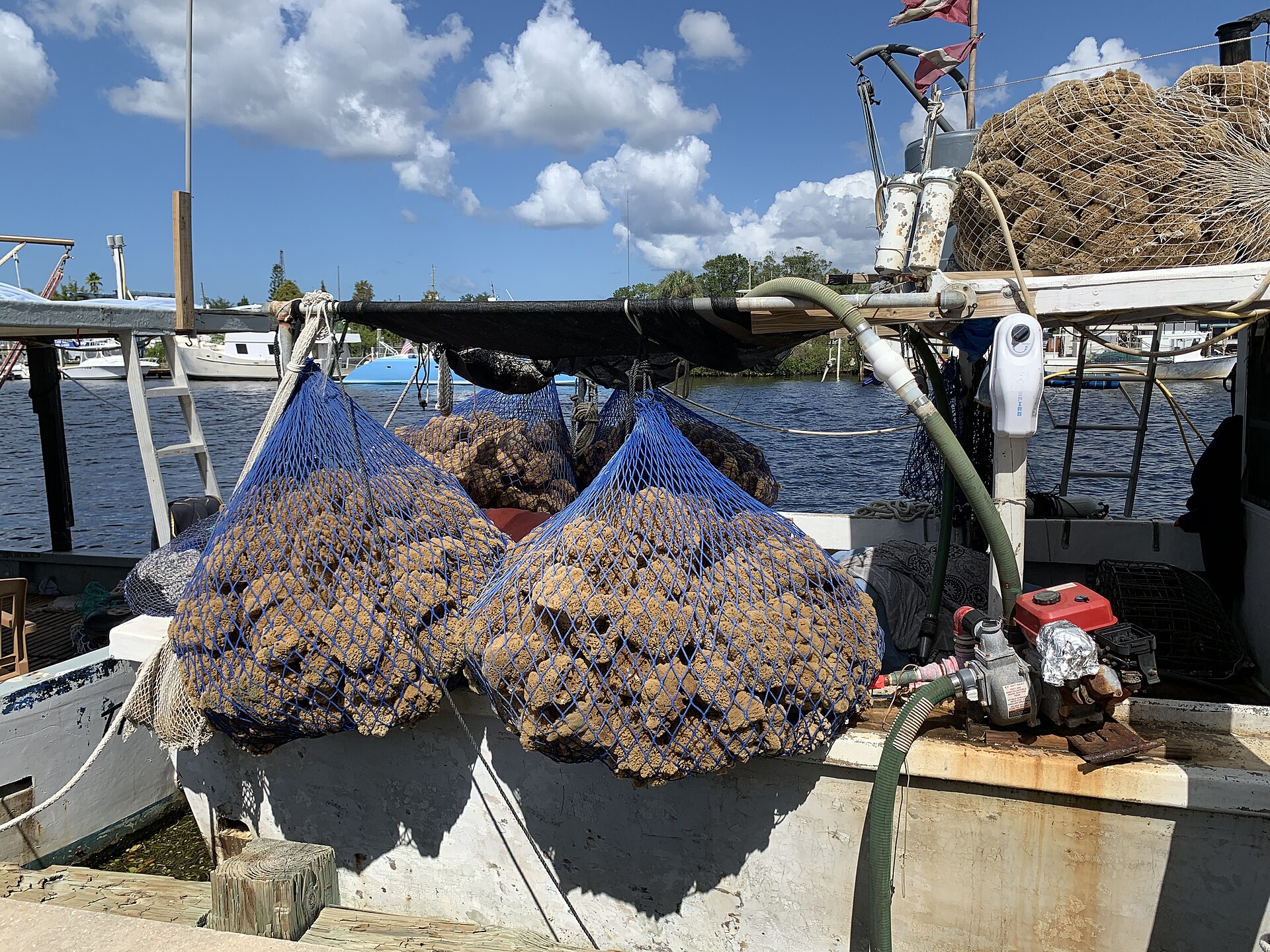 Natural sponges bundled in blue mesh nets drying on the deck of a working sponge boat at Tarpon Springs, with a dive hose and compressor alongside