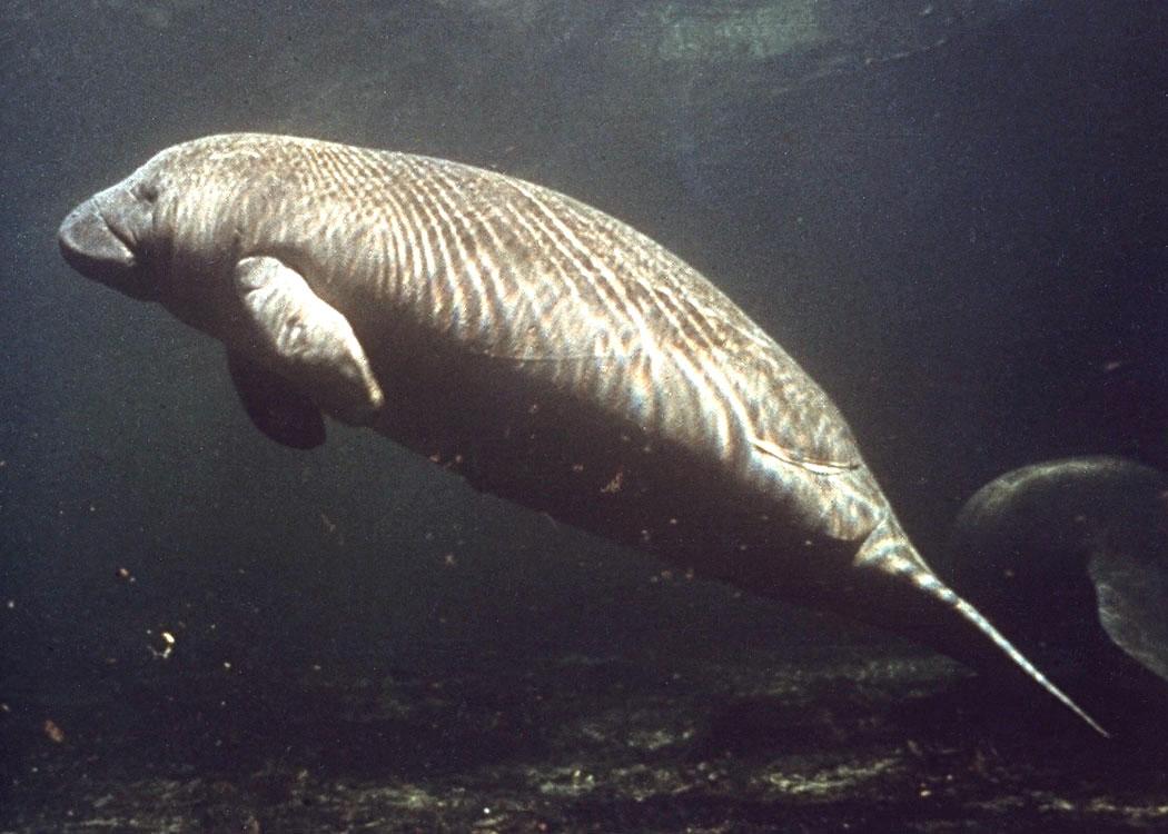 A West Indian manatee swimming underwater in green water, its paddle-shaped tail extended behind it