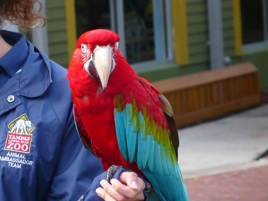 Tampa with Kids Family Vacation Guide
