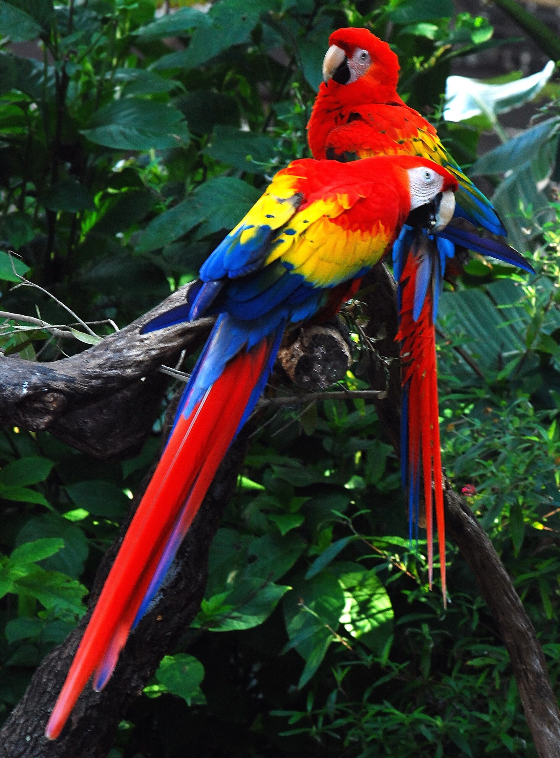 Two scarlet macaws with red, yellow and blue plumage perched together on a branch among dense green foliage at the zoo in Tampa