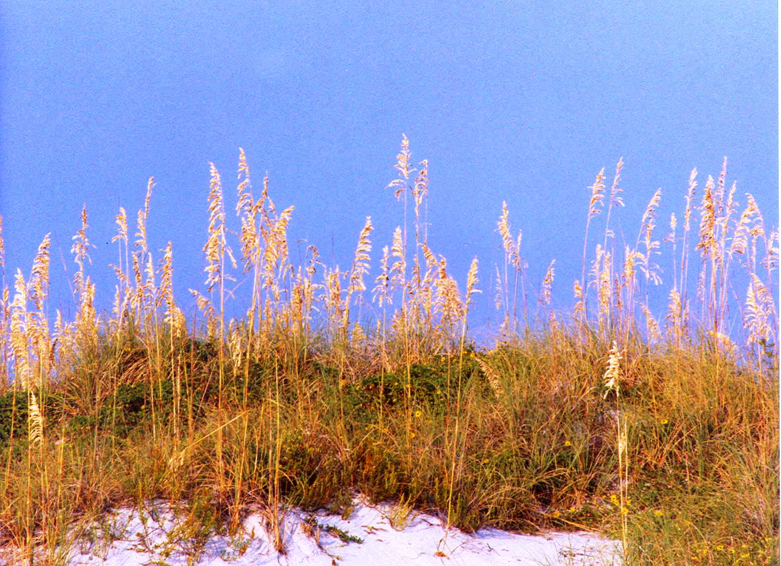 Sea oats and dune grasses glowing golden in the light on a white sand dune at Sand Key Park, against a clear blue sky